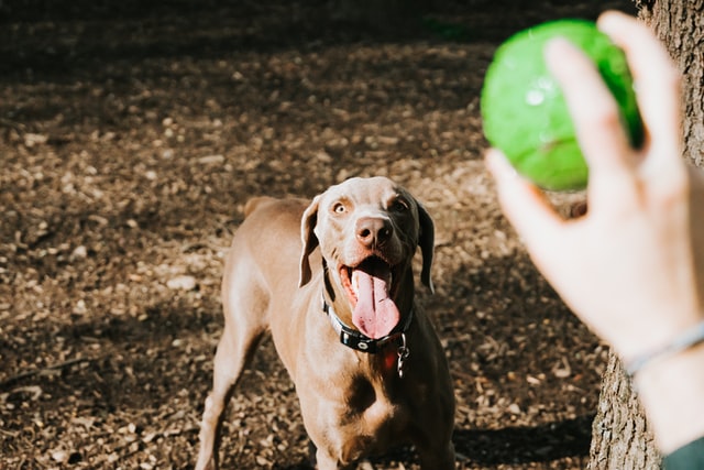 dog playing in backyard