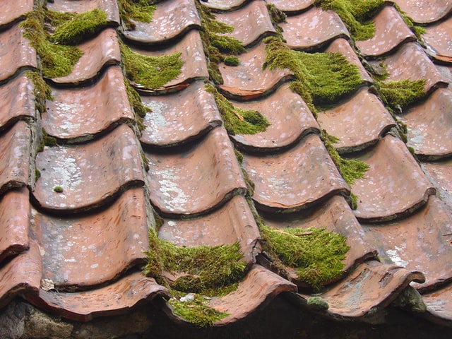Rooftop with moss

Thanks to Barb McMahon for sharing their work on Unsplash